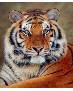 BRODERIE DIAMANT REGARD DE TIGRE + CHASS Une toile sur cadre avec l...