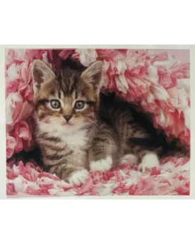 PPN 40X50 CHATON ENROBE  40 x 50 H cm. Inclus : toile imprimée avec...