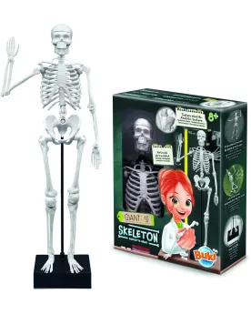 SQUELETTE 45CM 45 H cm. Les épaules, coudes, mains, jambes et genou...
