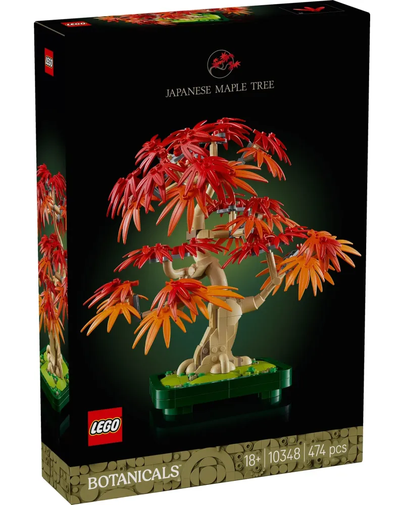 BONSAI D'ERABLE ROUGE DU JAPON