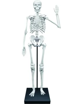 SQUELETTE 85CM 85 cm. Les épaules, les coudes, les mains, les jambe...