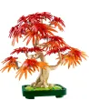 BONSAI D'ERABLE ROUGE DU JAPON