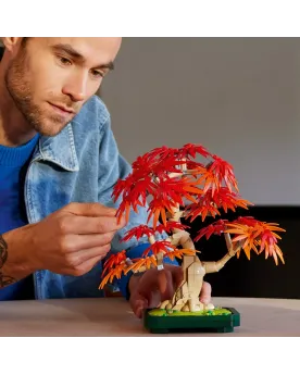 BONSAI D'ERABLE ROUGE DU JAPON