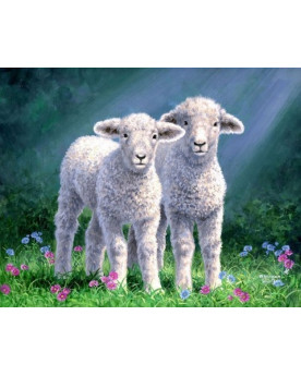PPN 40X50 COUPLE DE MOUTON